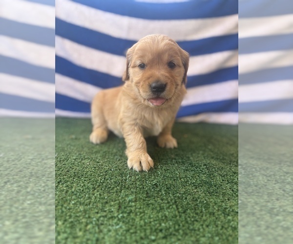 Medium Photo #12 Golden Retriever Puppy For Sale in CERES, CA, USA