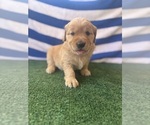 Small #11 Golden Retriever