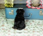 Small #4 Yorkshire Terrier