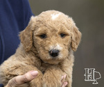 Puppy Tanner Goldendoodle