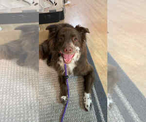 Jazzper - Male Mutt Dog for Adoption - Photo #2