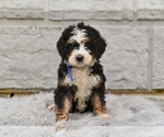Small #3 Bernedoodle