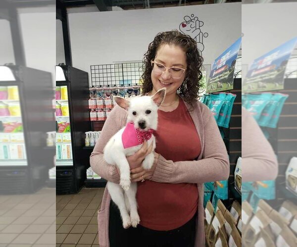 Medium Photo #17 Chihuahua-Unknown Mix Puppy For Sale in Caldwell, NJ, USA