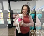 Small #16 Chihuahua Mix