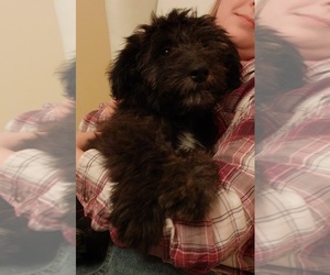 Cadoodle Puppy for Sale in PERU, Indiana USA