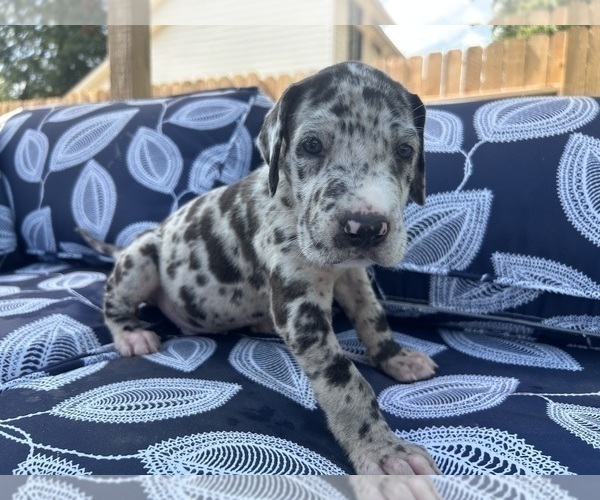Medium Photo #2 Great Dane Puppy For Sale in WILLIS, TX, USA