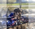 Small Photo #53 Australian Shepherd Puppy For Sale in FARMVILLE, VA, USA