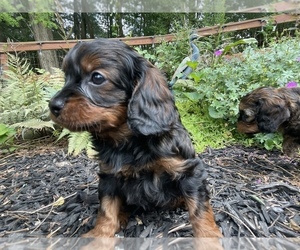 Cavapoo Puppy for sale in MANCHESTER, MD, USA