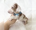 Small #4 Dachshund