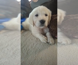 English Cream Golden Retriever Puppy for sale in GLENDALE, AZ, USA
