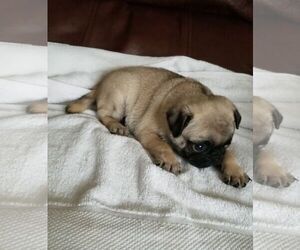 Pug Puppy for sale in VICTORIA, TX, USA