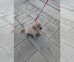 Small Photo #5 Golden Retriever Puppy For Sale in ANAHEIM, CA, USA