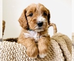 Small Photo #2 Australian Labradoodle Puppy For Sale in SEATTLE, WA, USA