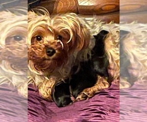 Mother of the Yorkshire Terrier puppies born on 05/09/2021
