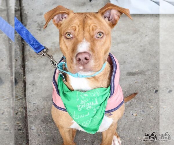 Medium Photo #4 Labrador Retriever-Unknown Mix Puppy For Sale in Washington, DC, USA