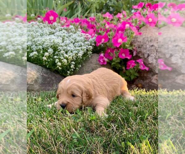 Medium Photo #3 Goldendoodle (Miniature) Puppy For Sale in NAPPANEE, IN, USA