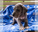 Small Photo #3 Great Dane Puppy For Sale in WAKARUSA, IN, USA