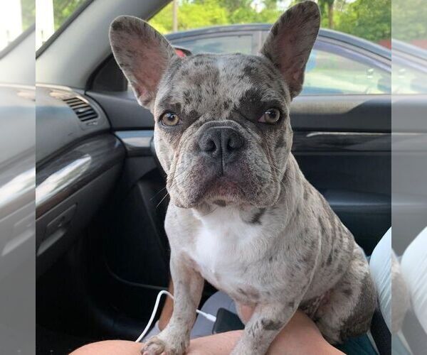 Medium Photo #1 French Bulldog Puppy For Sale in YORK, PA, USA