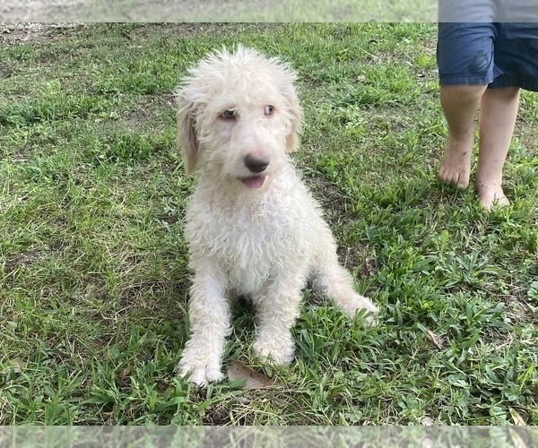 Medium Photo #11 Goldendoodle Puppy For Sale in CANON, GA, USA
