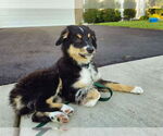 Small #1 Australian Shepherd