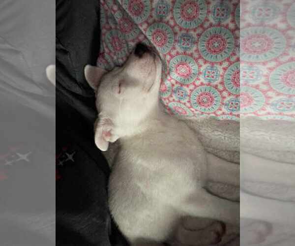 Medium Photo #19 Huskies -Unknown Mix Puppy For Sale in Holly Springs, NC, USA