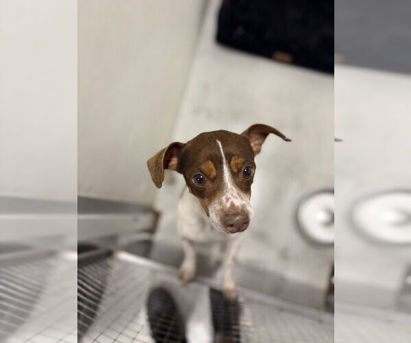 Medium Photo #1 Jackshund Puppy For Sale in Studio City, CA, USA