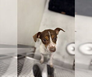 Jackshund Dogs for adoption in Studio City, CA, USA