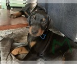 Small Photo #4 Doberman Pinscher Puppy For Sale in CLAREMORE, OK, USA
