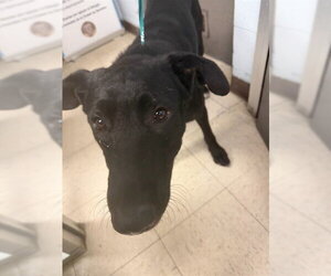 German Shepherd Dog-Unknown Mix Dogs for adoption in Stockton, CA, USA