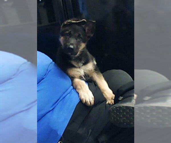 Medium Photo #1 German Shepherd Dog Puppy For Sale in Fayetteville, NC, USA