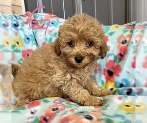 Cock-A-Poo-Poodle (Miniature) Mix Puppy for sale in ROANOKE, IL, USA