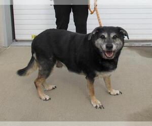 German Shepherd Dog-Unknown Mix Dogs for adoption in Louisville, KY, USA