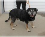 Small German Shepherd Dog Mix