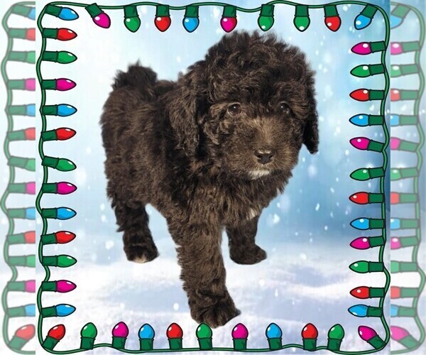 Medium Photo #11 Bernedoodle (Miniature) Puppy For Sale in PEYTON, CO, USA
