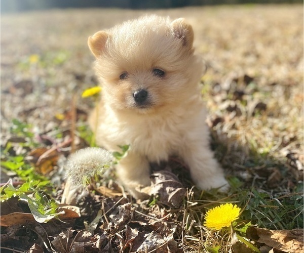 Medium Photo #1 Pomeranian Puppy For Sale in CASTLE HAYNE, NC, USA