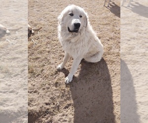 Father of the Anatolian Shepherd-Great Pyrenees Mix puppies born on 10/28/2023