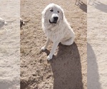 Small Photo #1 Anatolian Shepherd-Great Pyrenees Mix Puppy For Sale in ELBERT, CO, USA