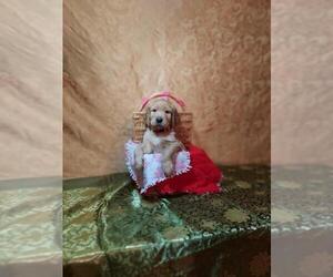 Golden Retriever Puppy for sale in FREDERICKTOWN, OH, USA