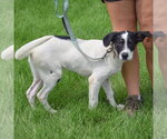 Small #1 Labrador Retriever Mix