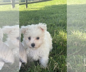 Maltipoo Puppy for sale in CANOGA, NY, USA