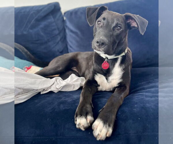 Medium Photo #6 Boxador Puppy For Sale in Boston, MA, USA