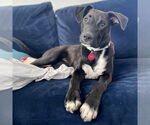 Small #5 Boxador