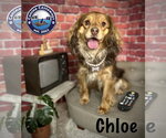 Small #5 Colonial Cocker Spaniel Mix