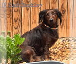Small #3 Dachshund