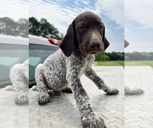 German Shorthaired Pointer Puppy for sale in WARSAW, NC, USA