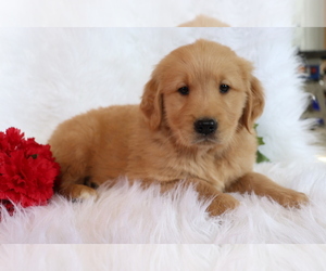 Golden Retriever Puppy for sale in SHILOH, OH, USA
