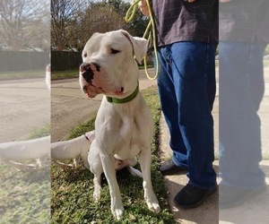 Father of the Dogo Argentino puppies born on 12/16/2021