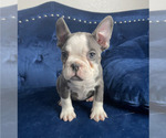 Small Photo #25 French Bulldog Puppy For Sale in ORLANDO, FL, USA