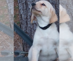 Labrador Retriever Puppy for sale in ELKO, GA, USA