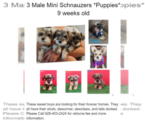 Schnauzer (Miniature) Puppy for sale in SURPRISE, AZ, USA